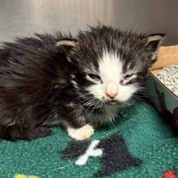 Tide Pod -  Domestic Short Hair Cat for Adoption in Knoxville, Tennessee - Tide Pod | PetCurious