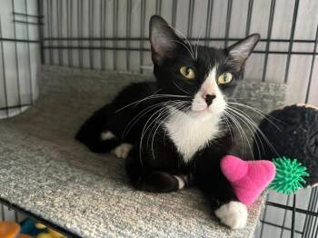 Orla -  Domestic Short Hair Cat for Adoption in Hudson, New Hampshire - Orla | PetCurious