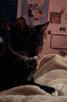 Clyde -  Domestic Short Hair Cat for Adoption in Hudson, New Hampshire - Clyde | PetCurious