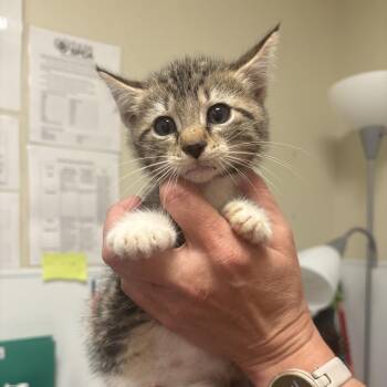 Domestic Short Hair Cats Available for Adoption in Tulsa, Oklahoma - Porky | PetCurious