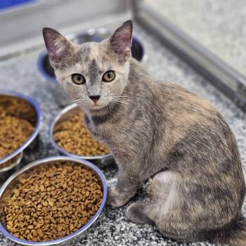 Star -  Domestic Short Hair Cat for Adoption in Dunkirk, New York - Star | PetCurious