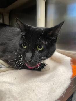 Kenya -  Domestic Short Hair Cat for Adoption in Chico, California - Kenya | PetCurious