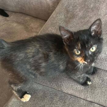 Valerie - Sweet & Beautiful -  Tortoiseshell Cat for Adoption in Hamilton, Ontario - Valerie - Sweet & Beautiful | PetCurious