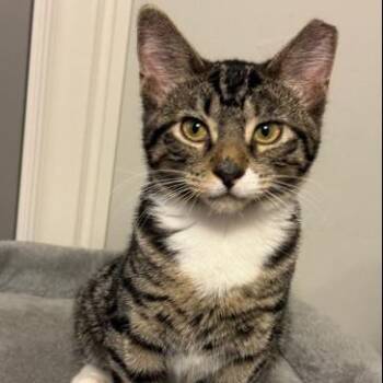 Rescue Domestic Short Hair Cats for Adoption in Tulsa, Oklahoma - Yara | PetCurious