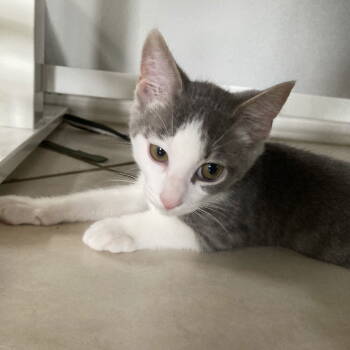 Rescue Domestic Medium Hair Cats for Adoption in Dallas, Texas - Wallace | PetCurious