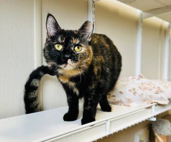 Rescue Domestic Long Hair Cats for Adoption in Fremont, Ohio - Edna | PetCurious