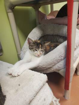 Sydney -  American Shorthair Cat for Adoption in Tunica, Mississippi - Sydney | PetCurious