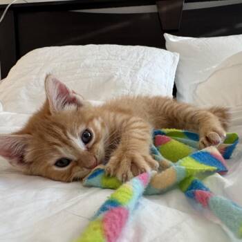 Domestic Short Hair Cats Available for Adoption in Fredericksburg, Virginia - Umeko The Gentle | PetCurious