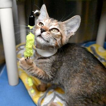 Rescue Domestic Short Hair Cats for Adoption in West Palm Beach, Florida - Giblet | PetCurious