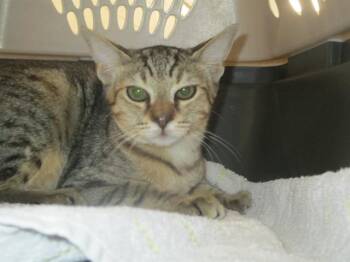 THALIA -  Domestic Short Hair Cat for Adoption in Ocala, Florida - THALIA | PetCurious