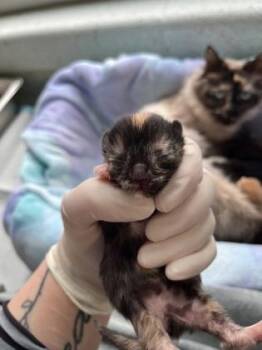 Domestic Short Hair Cats Available for Adoption in Columbus, Indiana - Toffee | PetCurious