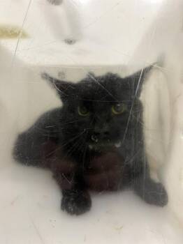 Domestic Short Hair Cats Available for Adoption - DUCKY | PetCurious