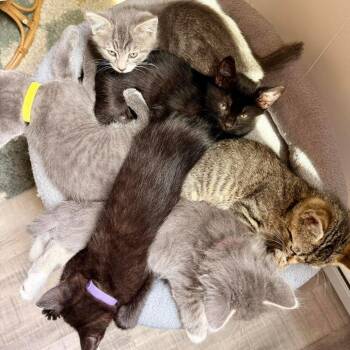 Domestic Short Hair Cats Available for Adoption in Woodstock, Virginia - Dill | PetCurious