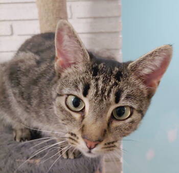 Rescue Domestic Short Hair Cats for Adoption in Pompano Beach, Florida - Quinn | PetCurious