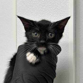 Fennec -  Domestic Short Hair Cat for Adoption in Abilene, Texas - Fennec | PetCurious