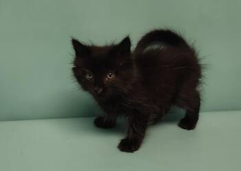 CLAUDINA -  Domestic Long Hair Cat for Adoption in Loveland, Colorado - CLAUDINA | PetCurious