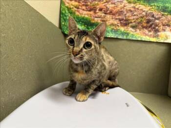 Rescue Domestic Medium Hair and Domestic Short Hair Cats for Adoption in Moreno Valley, California - A545714 | PetCurious