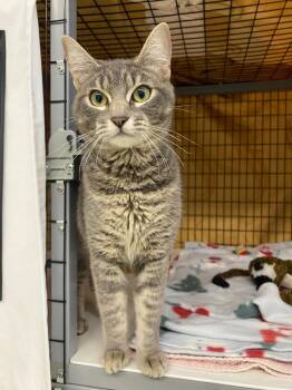 Domestic Short Hair Cats Available for Adoption in Grants Pass, Oregon - Cinderella | PetCurious