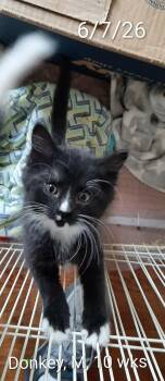 Donkey -  Domestic Medium Hair Cat for Adoption in Hudson, New York - Donkey | PetCurious