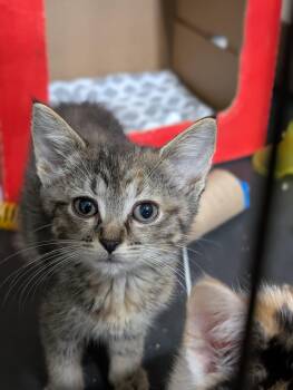 Dixie -  Domestic Medium Hair Cat for Adoption in Tilton, Illinois - Dixie | PetCurious