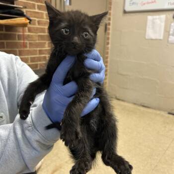 Domestic Short Hair Cats Available for Adoption in Birmingham, Alabama - Beau | PetCurious