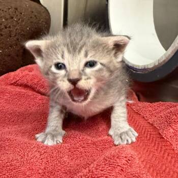 Lizzy Ambrose -  Domestic Short Hair Cat Available for Adoption in Cheyenne, Wyoming - Lizzy Ambrose | PetCurious