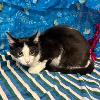 American Shorthair Cats Available for Adoption in Greenfield, Indiana - Merlin | PetCurious