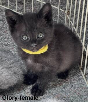 Domestic Medium Hair Cats Available for Adoption in Crystal Lake, Illinois - Glory  | PetCurious