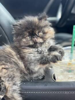 Rescue Persian Cats for Adoption in Austin, Texas - Whoopi (CL-A) | PetCurious