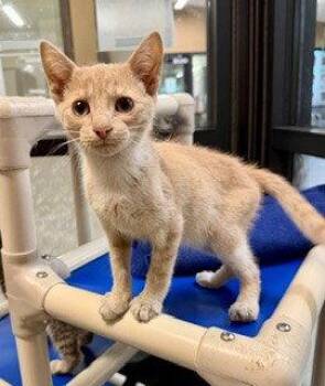 SALMON -  Domestic Short Hair Cat for Adoption in Clyde, North Carolina - SALMON | PetCurious