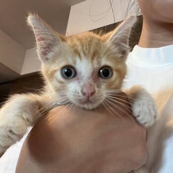 Rock -  Domestic Short Hair Cat for Adoption in Los Angeles, California - Rock | PetCurious