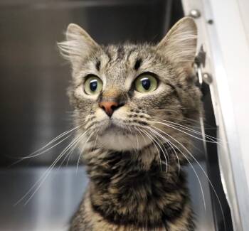 Domestic Medium Hair Cats Available for Adoption - Sugar Cane | PetCurious