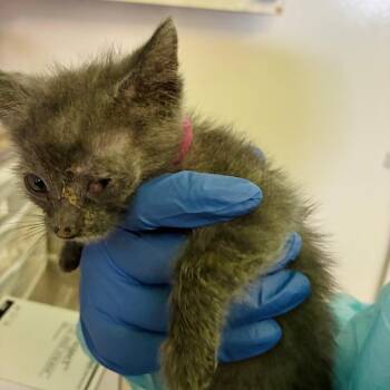 Pink Collar -  Domestic Short Hair Cat for Adoption in Los Angeles, California - Pink Collar | PetCurious