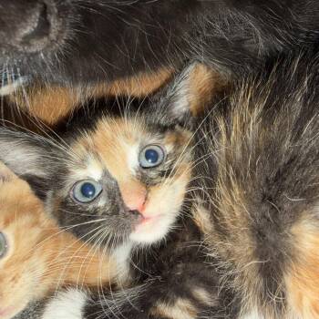 Colita -  Domestic Short Hair Cat for Adoption in Birmingham, Alabama - Colita | PetCurious