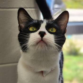 Griselda -  Domestic Short Hair Cat for Adoption in Montgomery, Alabama - Griselda | PetCurious