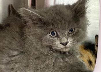 Domestic Medium Hair Cats Available for Adoption in Charlotte, North Carolina - A1263875 | PetCurious