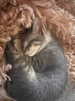 Pickles -  Domestic Short Hair Cat for Adoption in Irving, Texas - Pickles | PetCurious