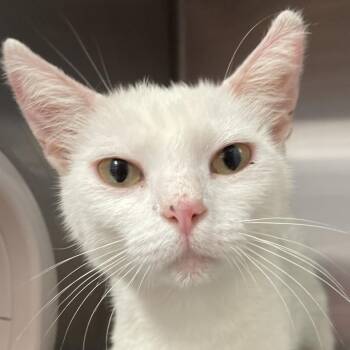 Angie -  Domestic Short Hair Cat for Adoption in Port Charlotte, Florida - Angie | PetCurious