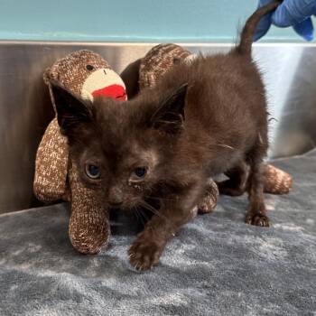 Domestic Short Hair Cats Available for Adoption in Mount Vernon, Indiana - MiniMuffin | PetCurious