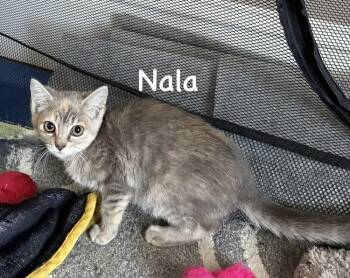 Nala (Telford Crew) -  Domestic Short Hair Cat for Adoption in Telford, Pennsylvania - Nala (Telford Crew) | PetCurious