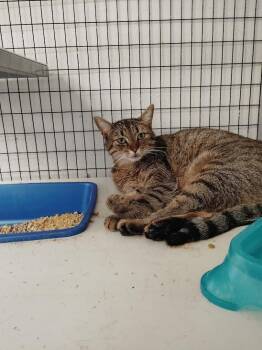 Scarlet -  Domestic Short Hair Cat for Adoption in Republic, Missouri - Scarlet | PetCurious
