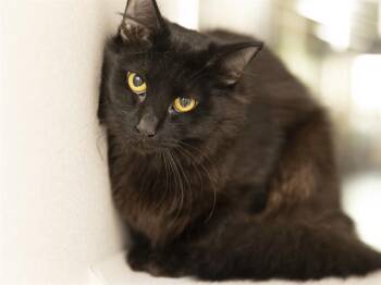 SLEEK -  Domestic Medium Hair Cat for Adoption in Phoenix, Arizona - SLEEK | PetCurious