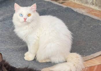 Rescue Turkish Angora Cats for Adoption in Brampton, Ontario - Cee Cee | PetCurious