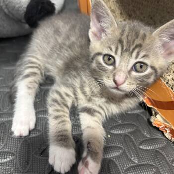 Julio -  Domestic Short Hair Cat for Adoption in Calgary, Alberta - Julio | PetCurious