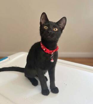 Raven - Total sweetheart -  American Shorthair Cat for Adoption in Gulfport, Mississippi - Raven - Total Sweetheart | PetCurious