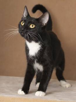 Rosie -  Tuxedo Cat for Adoption in Chicago, Illinois - Rosie | PetCurious