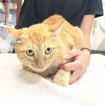 Ronnie -  Domestic Short Hair Cat for Adoption in Glenwood Springs, Colorado - Ronnie | PetCurious