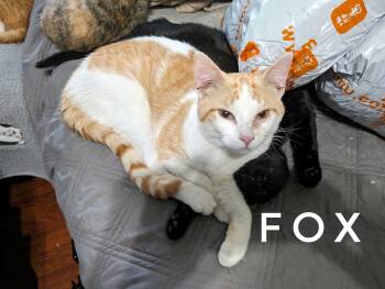 Rescue Domestic Short Hair Cats for Adoption in Cleburne, Texas - Fox | PetCurious