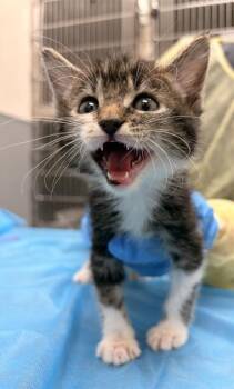 Domestic Medium Hair Cats Available for Adoption in Las Vegas, Nevada - SQUID | PetCurious