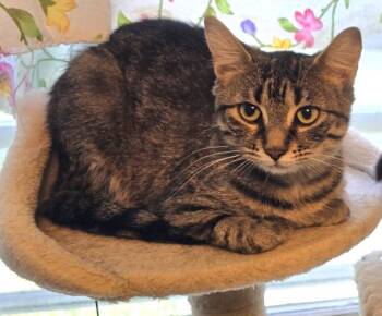 Rescue Domestic Short Hair Cats for Adoption in Guelph, Ontario - Carol | PetCurious